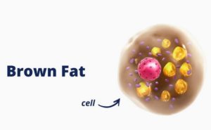 Does Brown Fat Burn Fat and what is Brown Fat